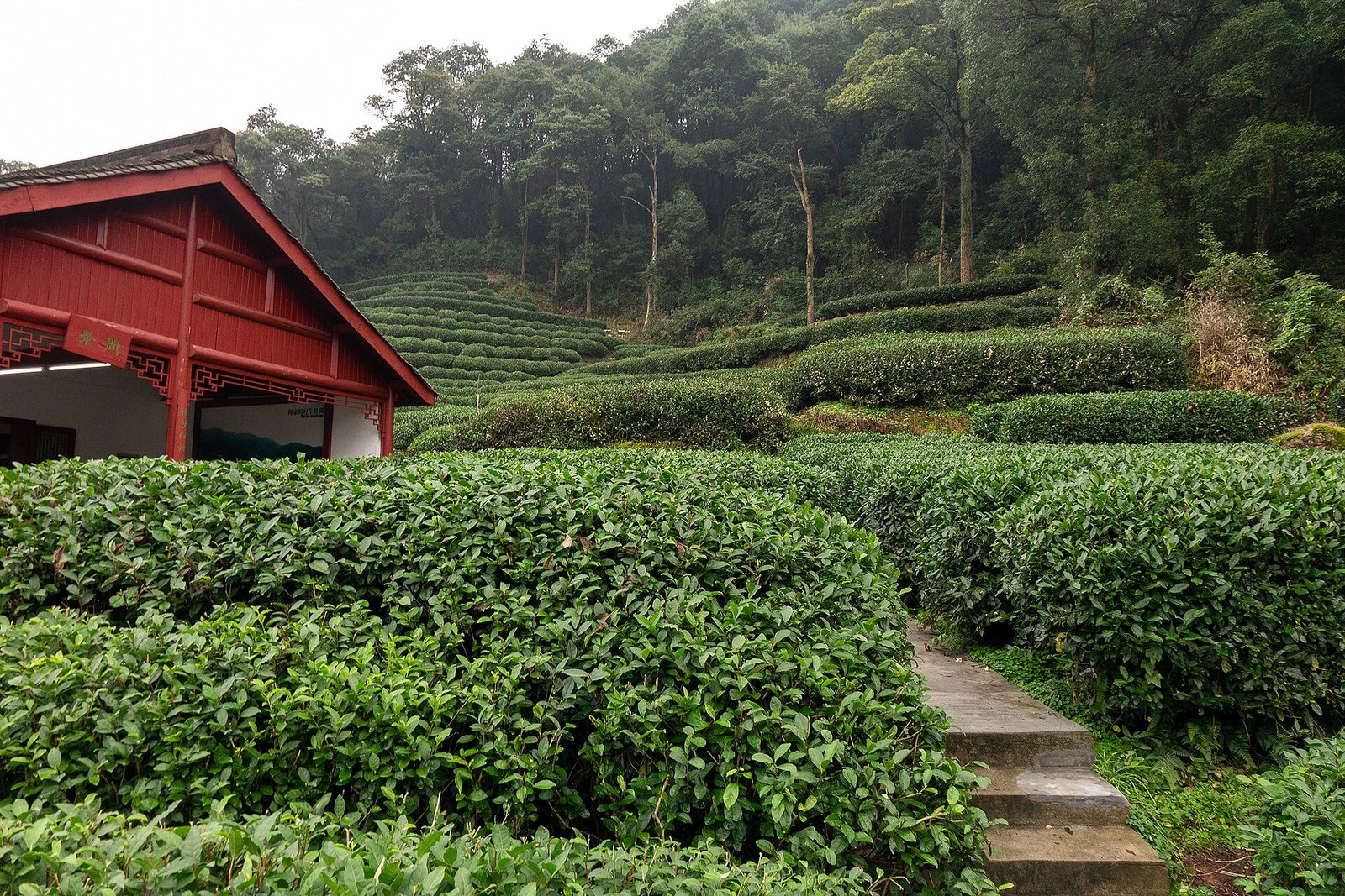 Terraced Longjing (Dragon Well) tea fields at Meijiawu near Hangzhou, with a red timber tea-house