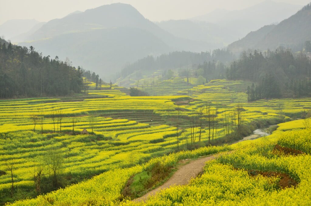 Fields of yellow canola blossom across the karst hills of Luoping County, Yunnan