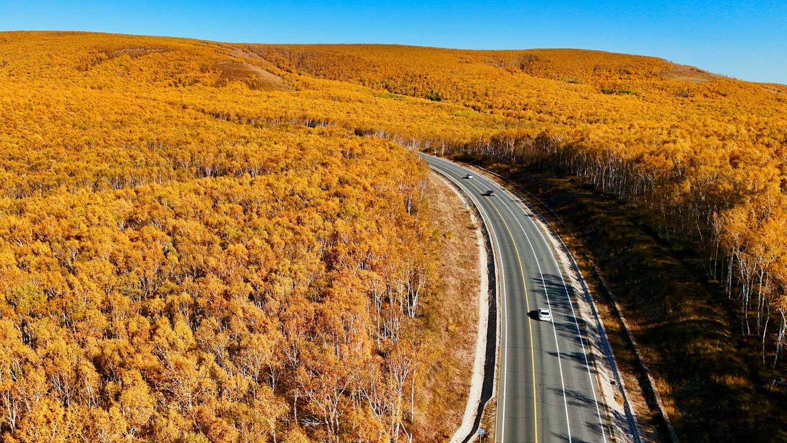A curving road through autumn forest with yellow birch and larch under a blue sky