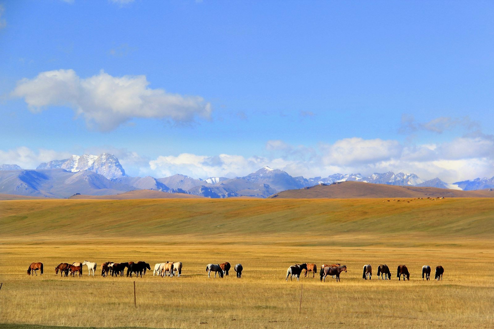 A group of horses grazing on open grassland in the Altay region of Xinjiang