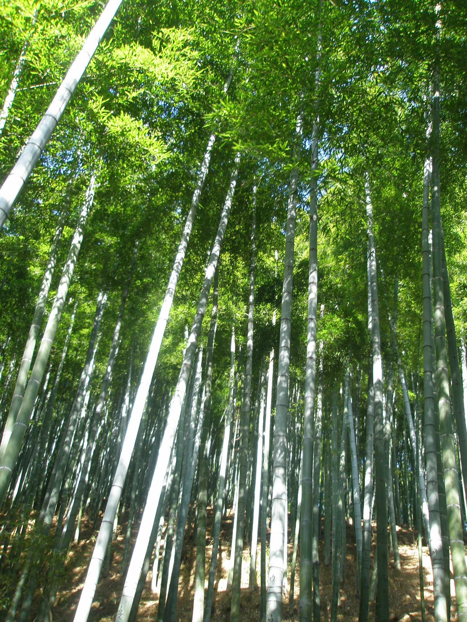 Thick, tall bamboo culms rising in a dense forest at Anji
