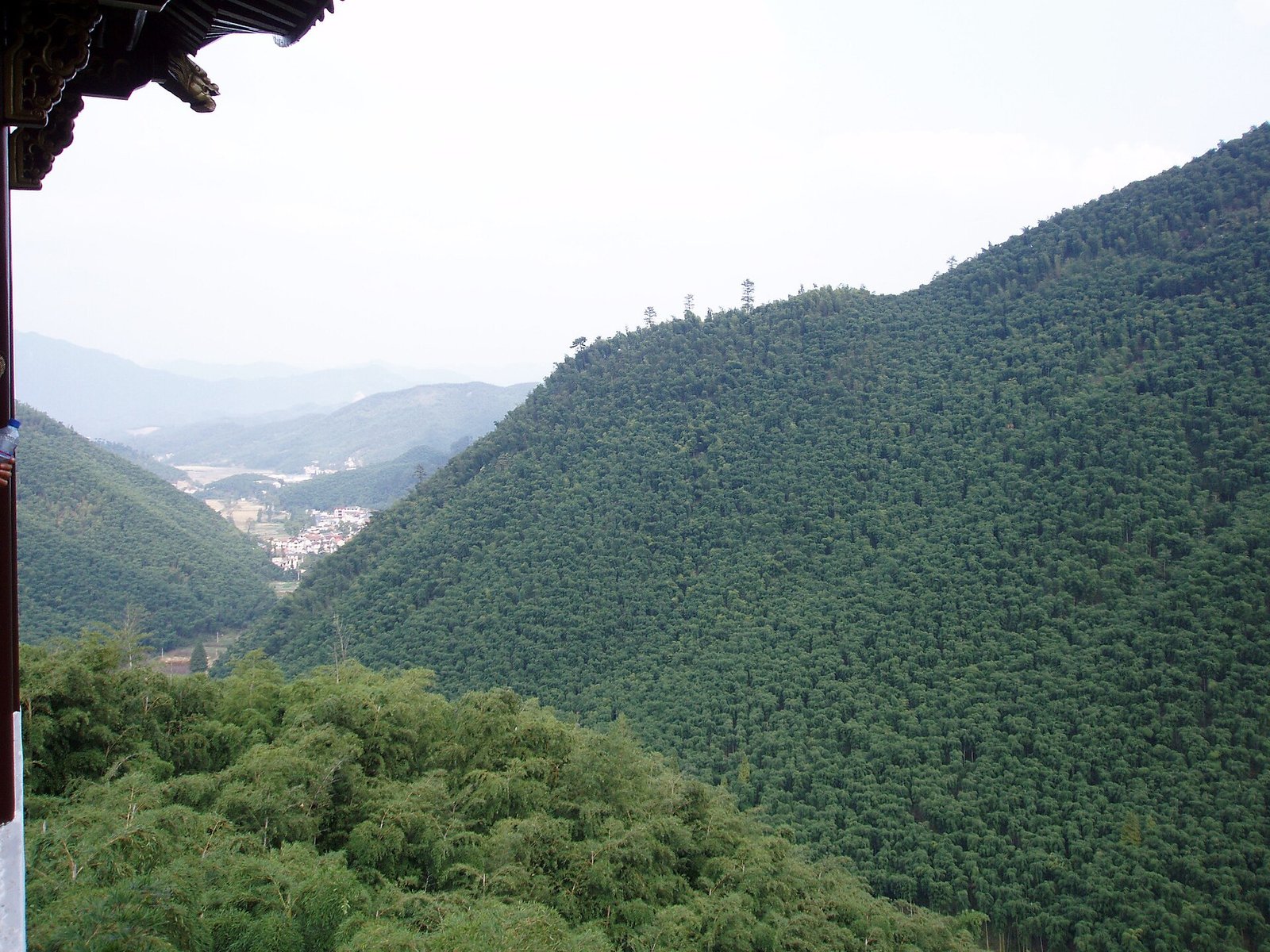 A bamboo-covered hillside at Anji in Zhejiang, seen from a ridge above a green valley