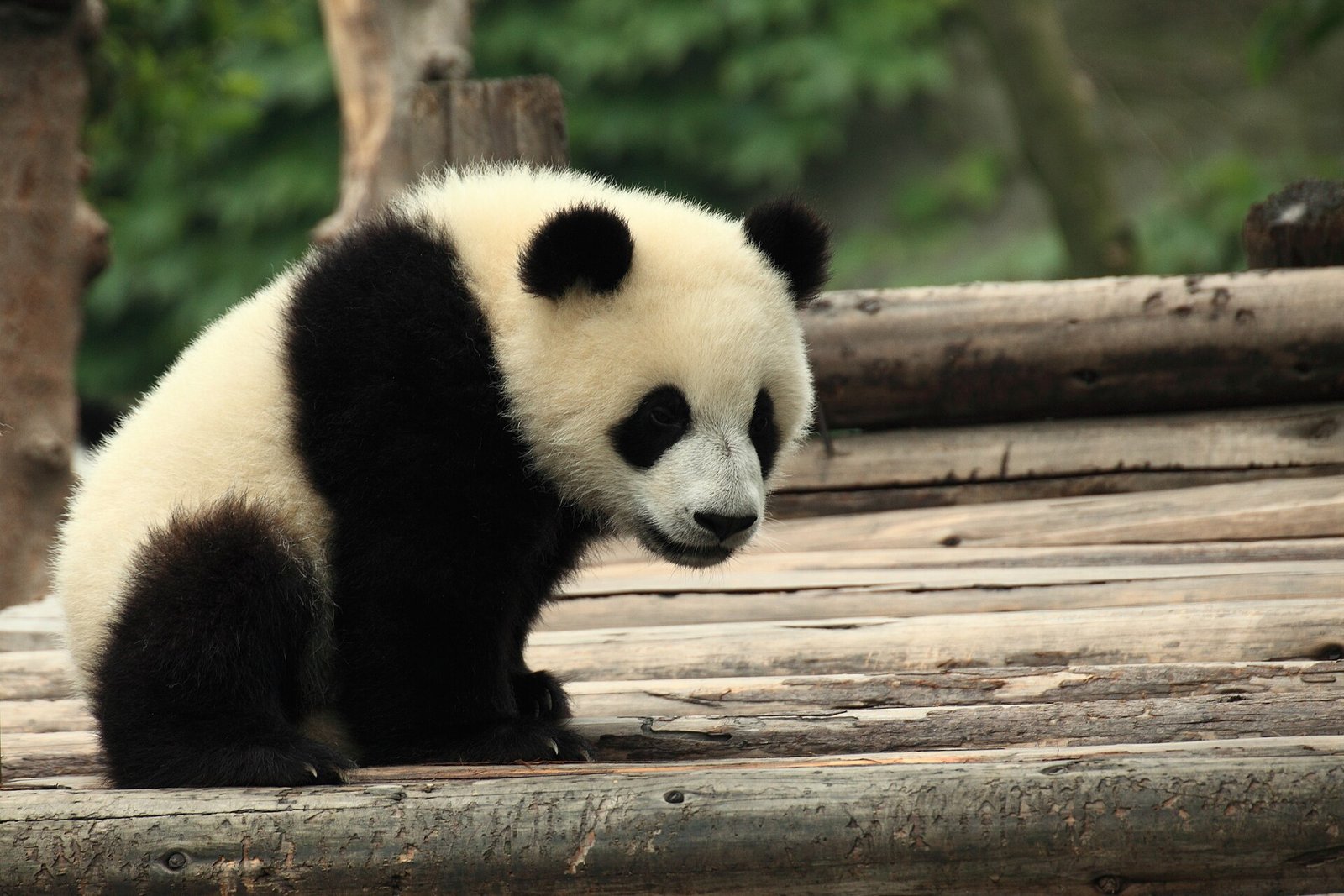 A giant panda sitting among bamboo and eating, photographed at the Chengdu breeding base