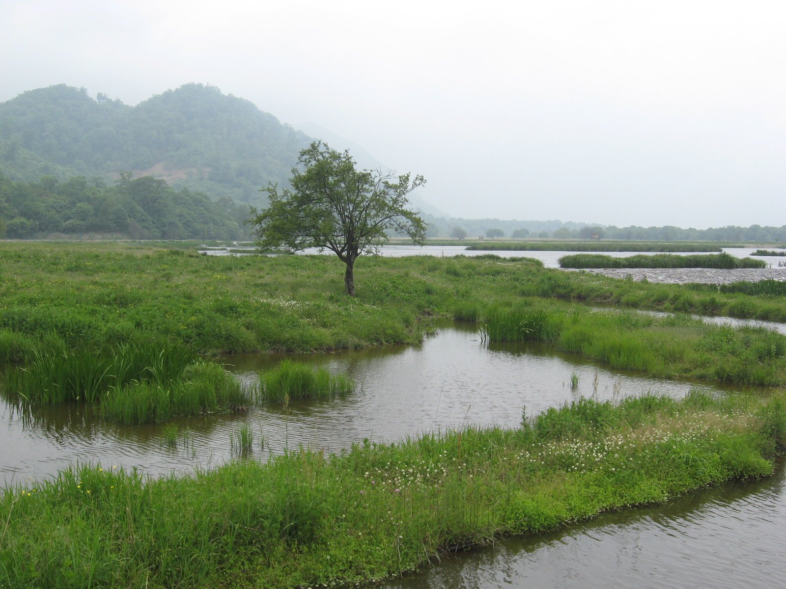 Wetland meadow and shallow water at Dajiuhu in Shennongjia, with a single tree and mountains on the rim