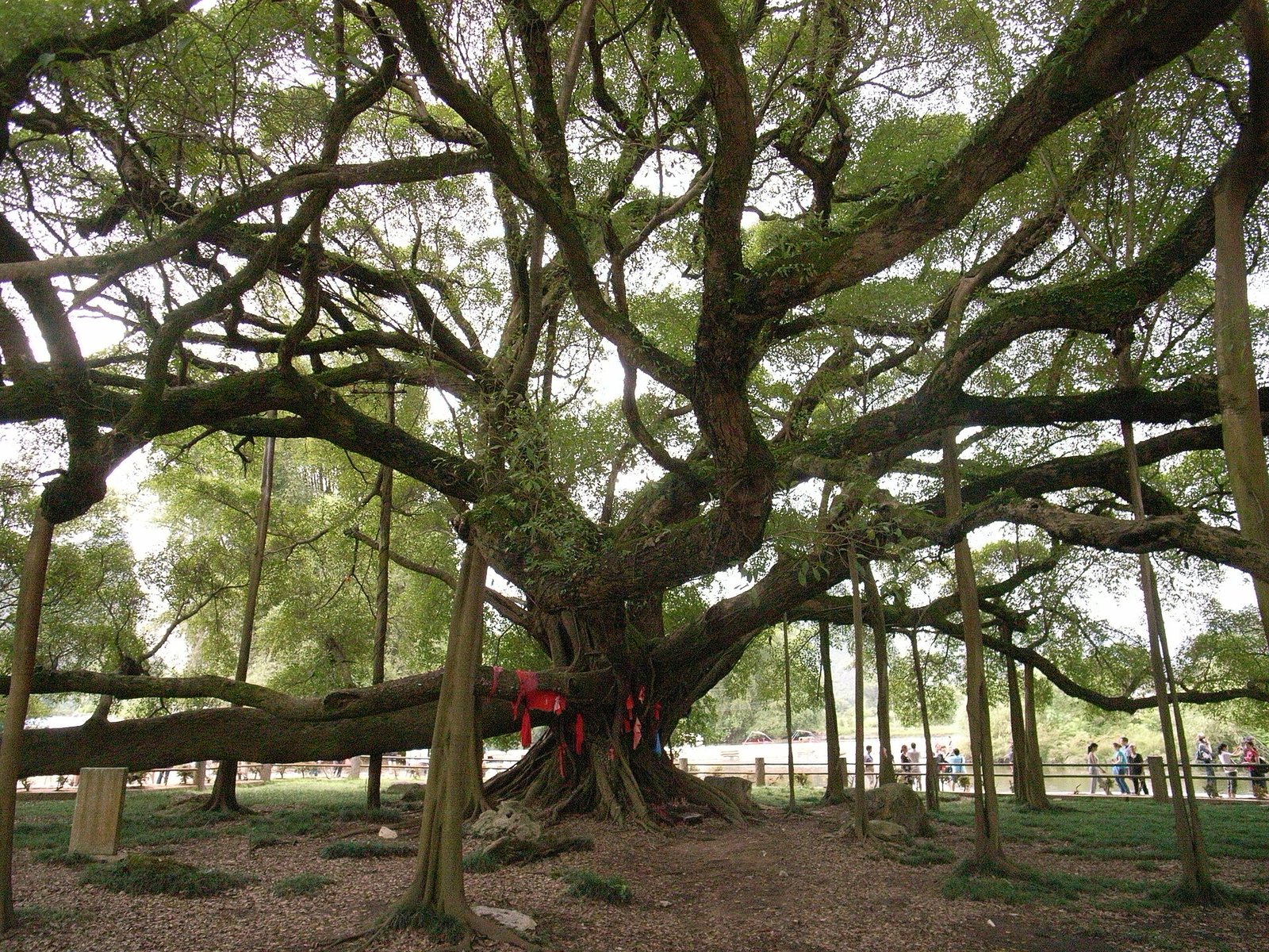The ancient banyan tree at Yangshuo, its branches spreading over a clearing