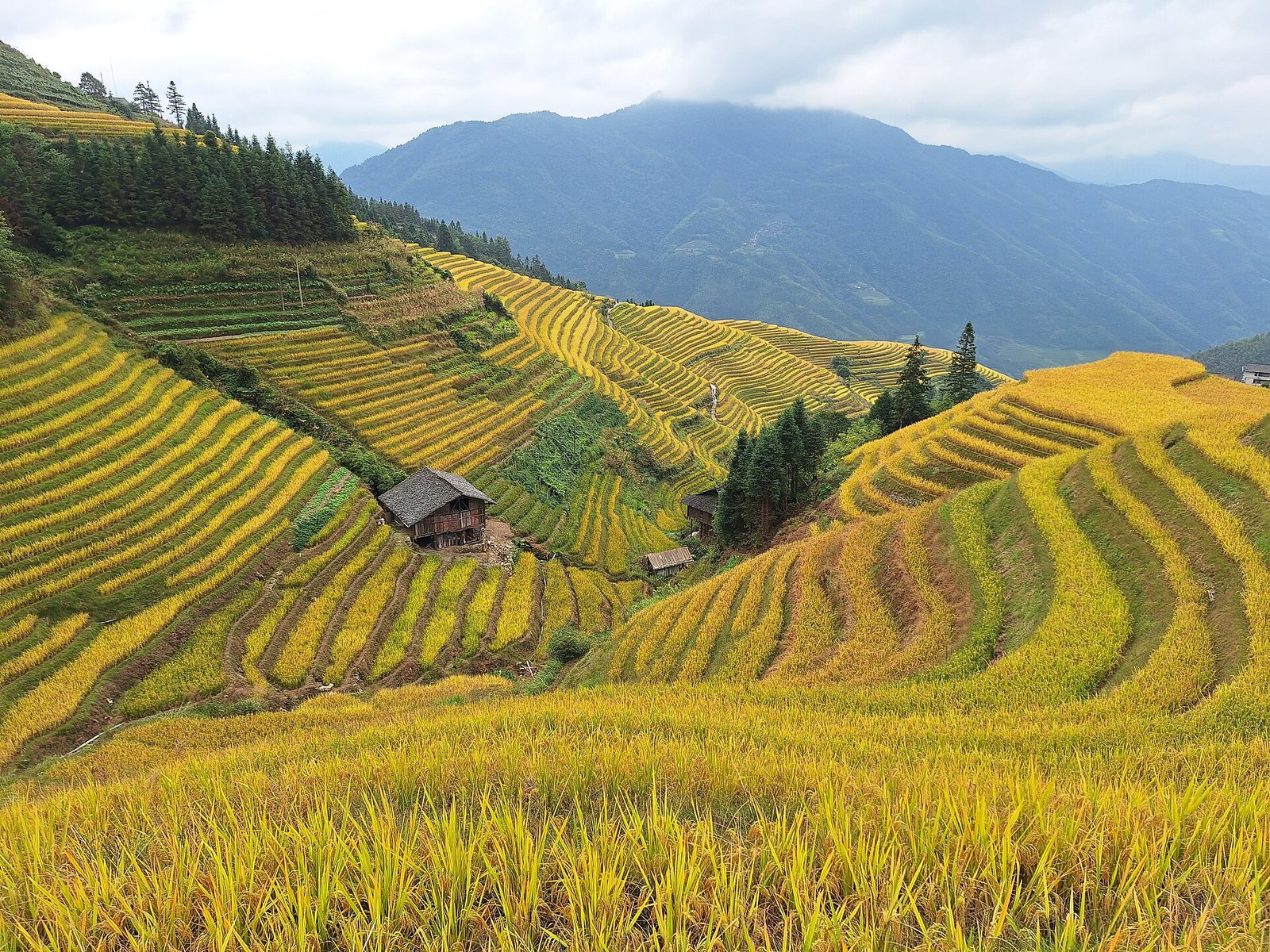 Terraced rice fields curving around a hillside at Longji in Guangxi