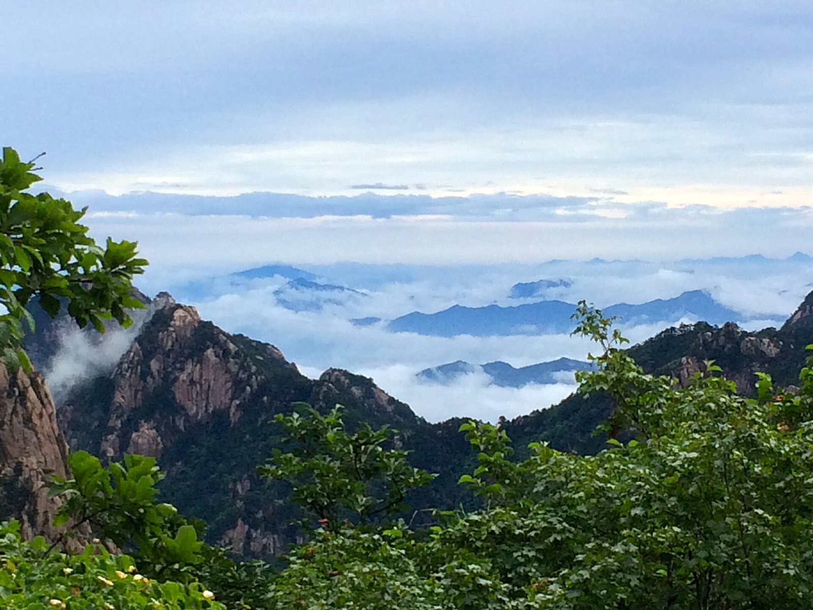 Granite peaks and pine trees rising above a sea of clouds on Huangshan
