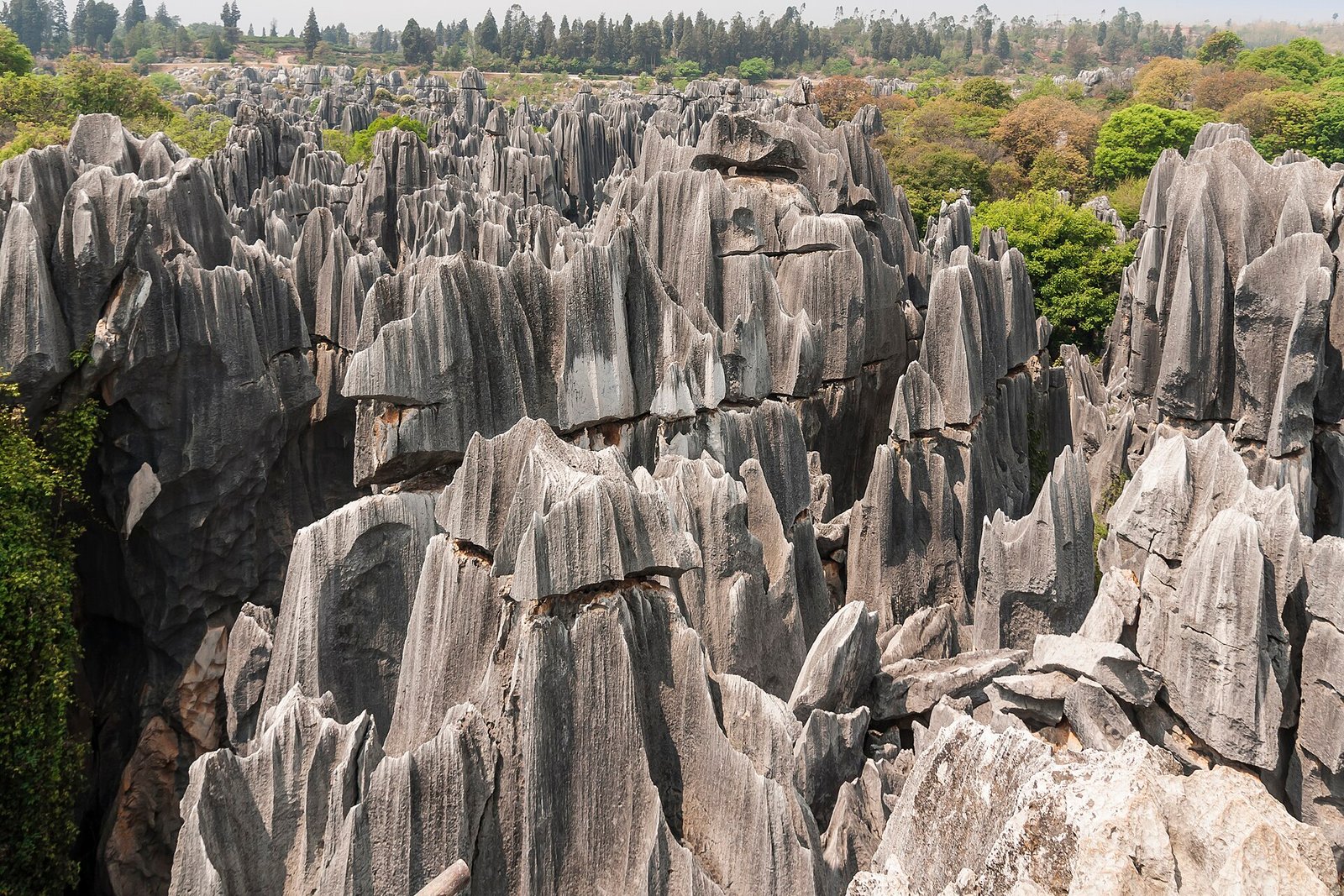 A dense forest of tall grey limestone pinnacles rising from the ground at a karst landscape