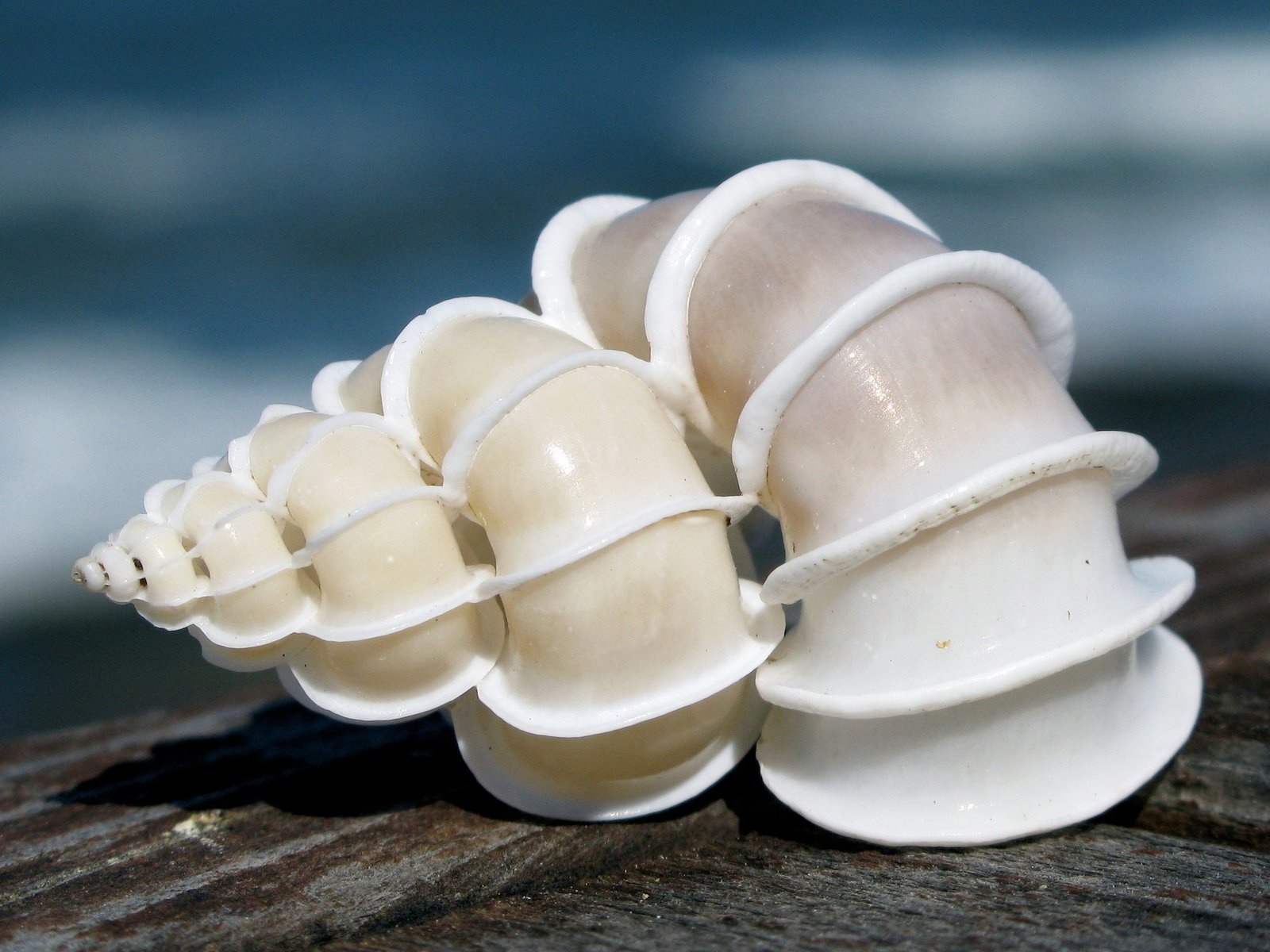 A single Epitonium scalare shell on a white background, the top search result for 螺蛳壳 on Wikimedia Commons