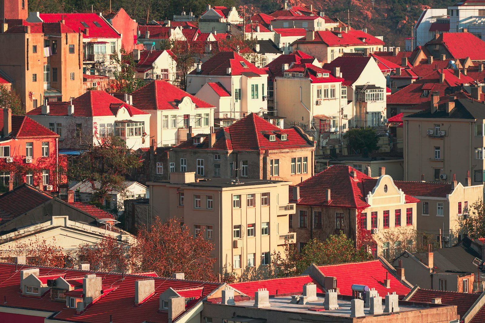 A dense cluster of red-tiled roofs and pastel villa walls in Qingdao's old town, lit by low sun