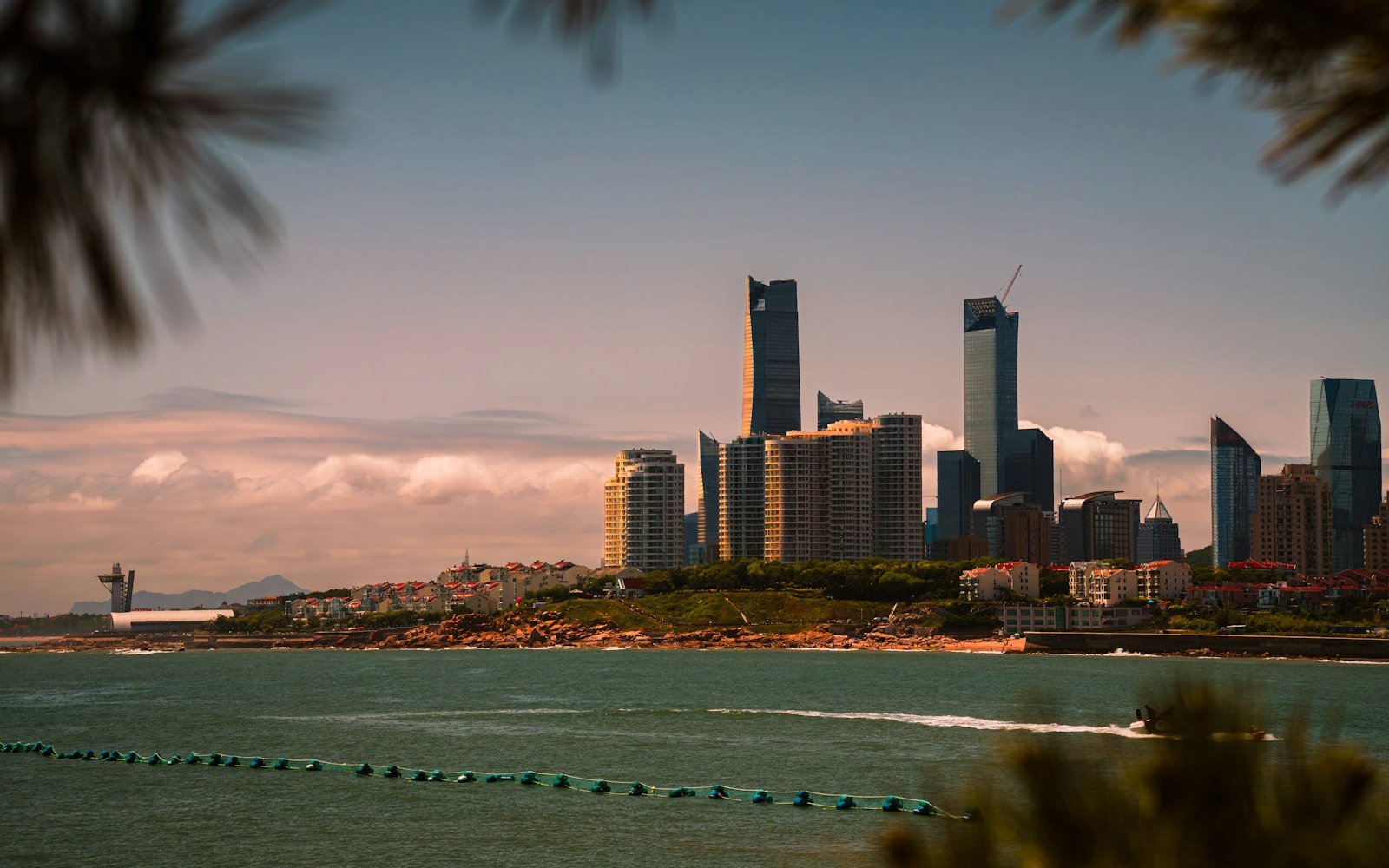 The modern skyline of Qingdao seen across the bay at golden hour, framed by pine branches