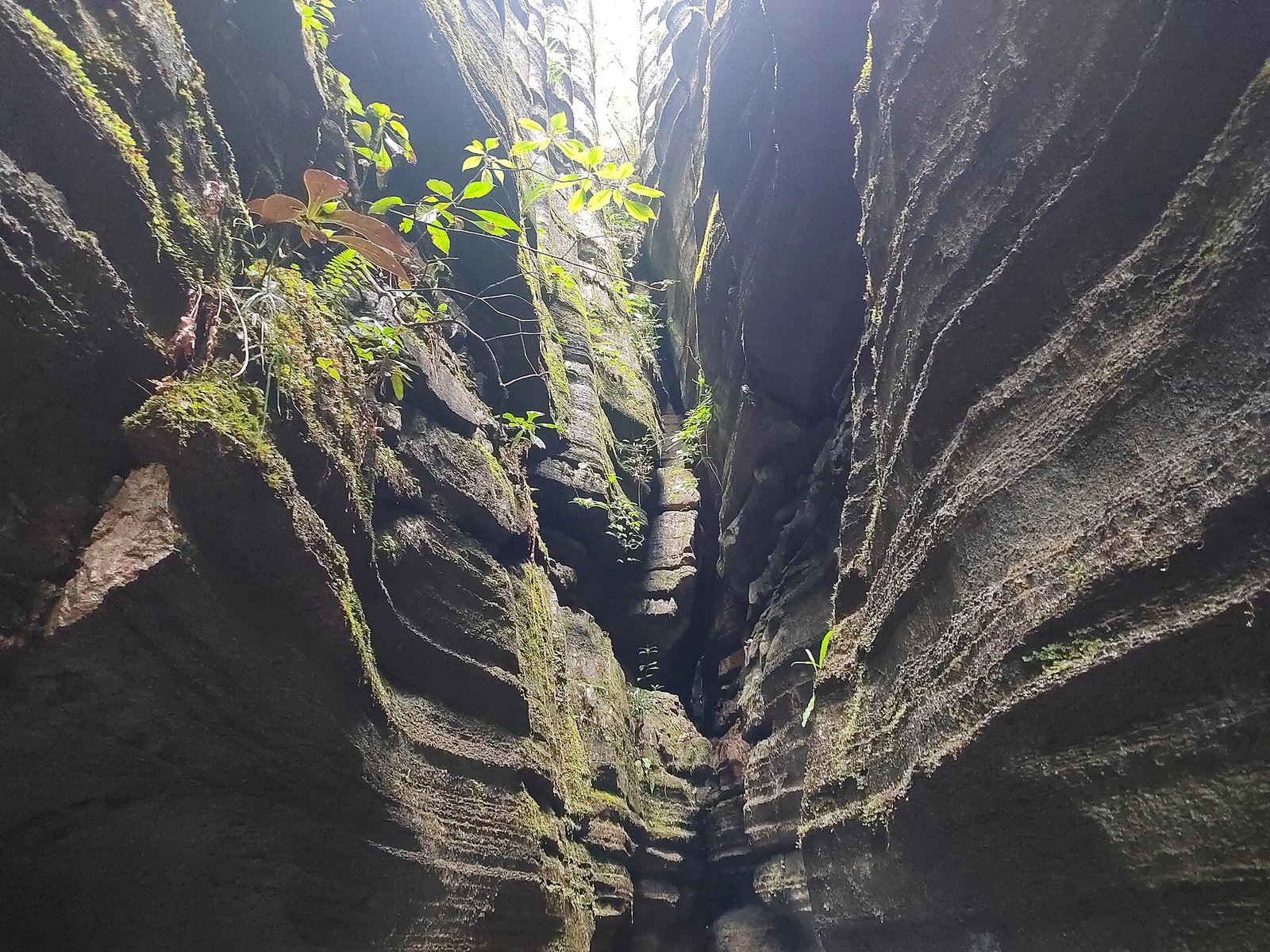 Dense grey limestone pillars at Suobuya Stone Forest in Enshi, seen from above