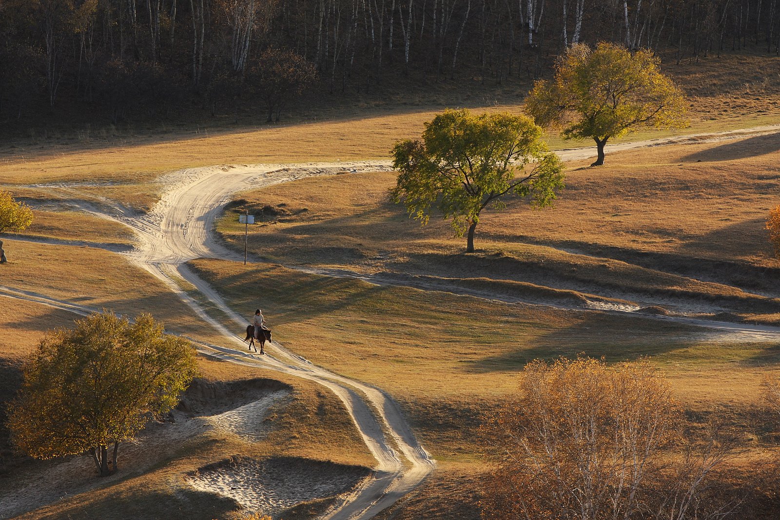 A dirt track curving through golden autumn larch and birch on the Bashang grassland, with shadows across the road