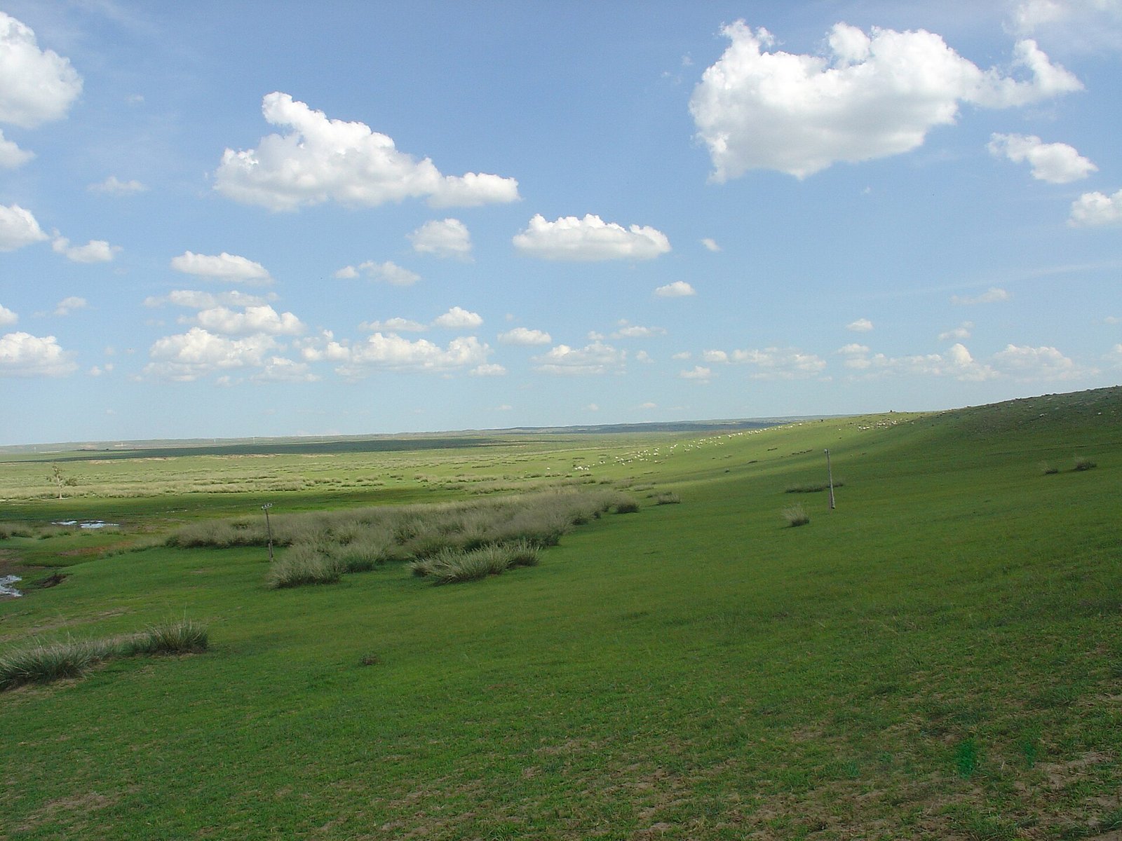 Green rolling grassland under a wide sky of cumulus cloud, with a soft ridge line on the horizon