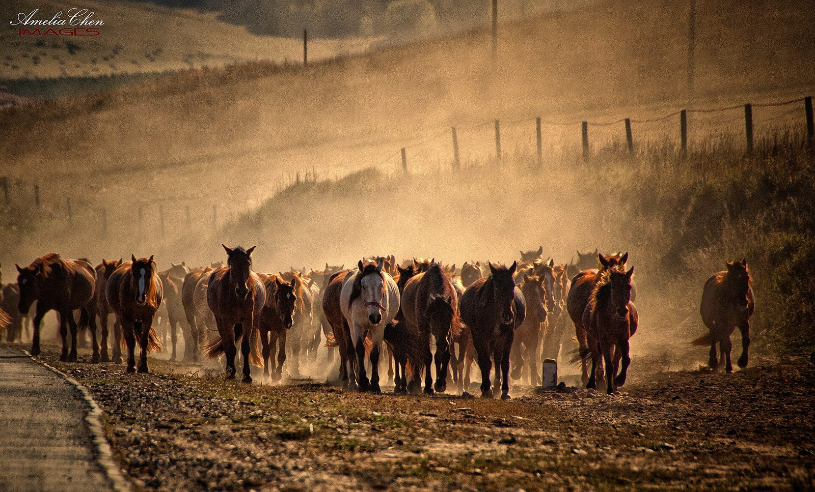 A herd of horses running through dust on the grassland at Bashang, backlit by low sun