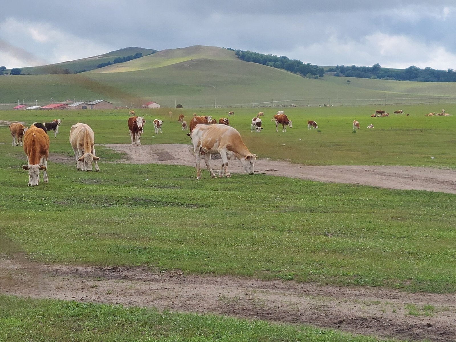 Sheep grazing on green grassland beside a dirt track at Wulanbutong, with white yurts in the distance