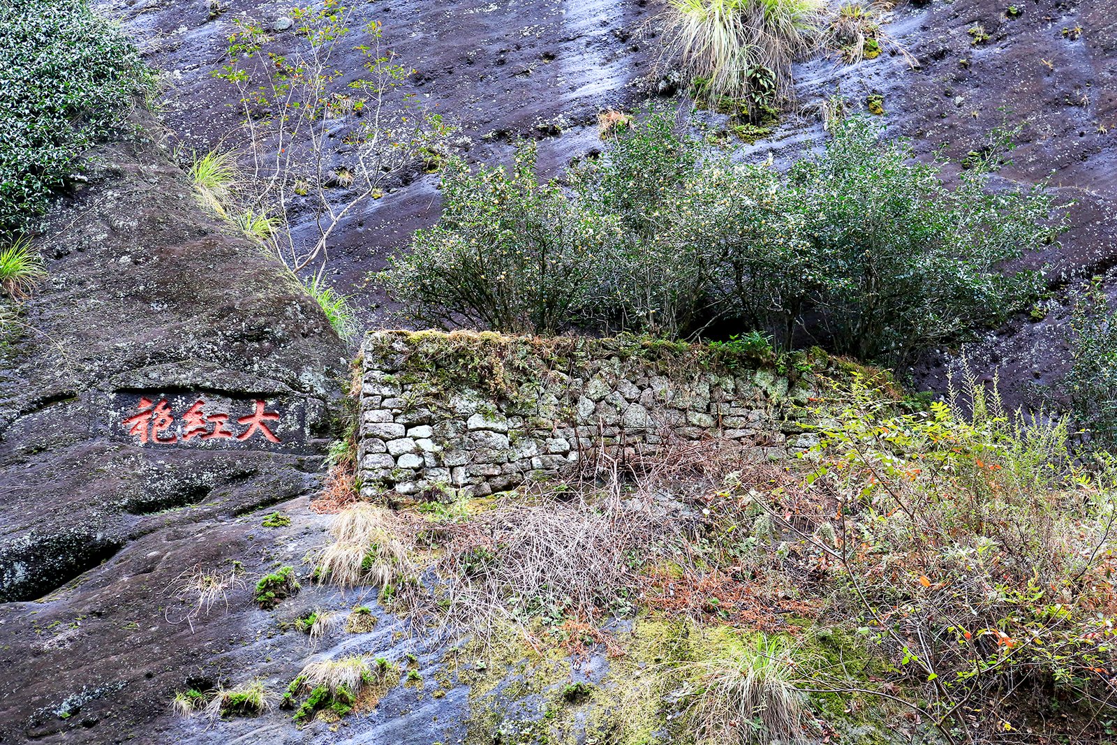 The Jiulongke cliff at Wuyishan with red characters painted on the rock and tea bushes growing beneath