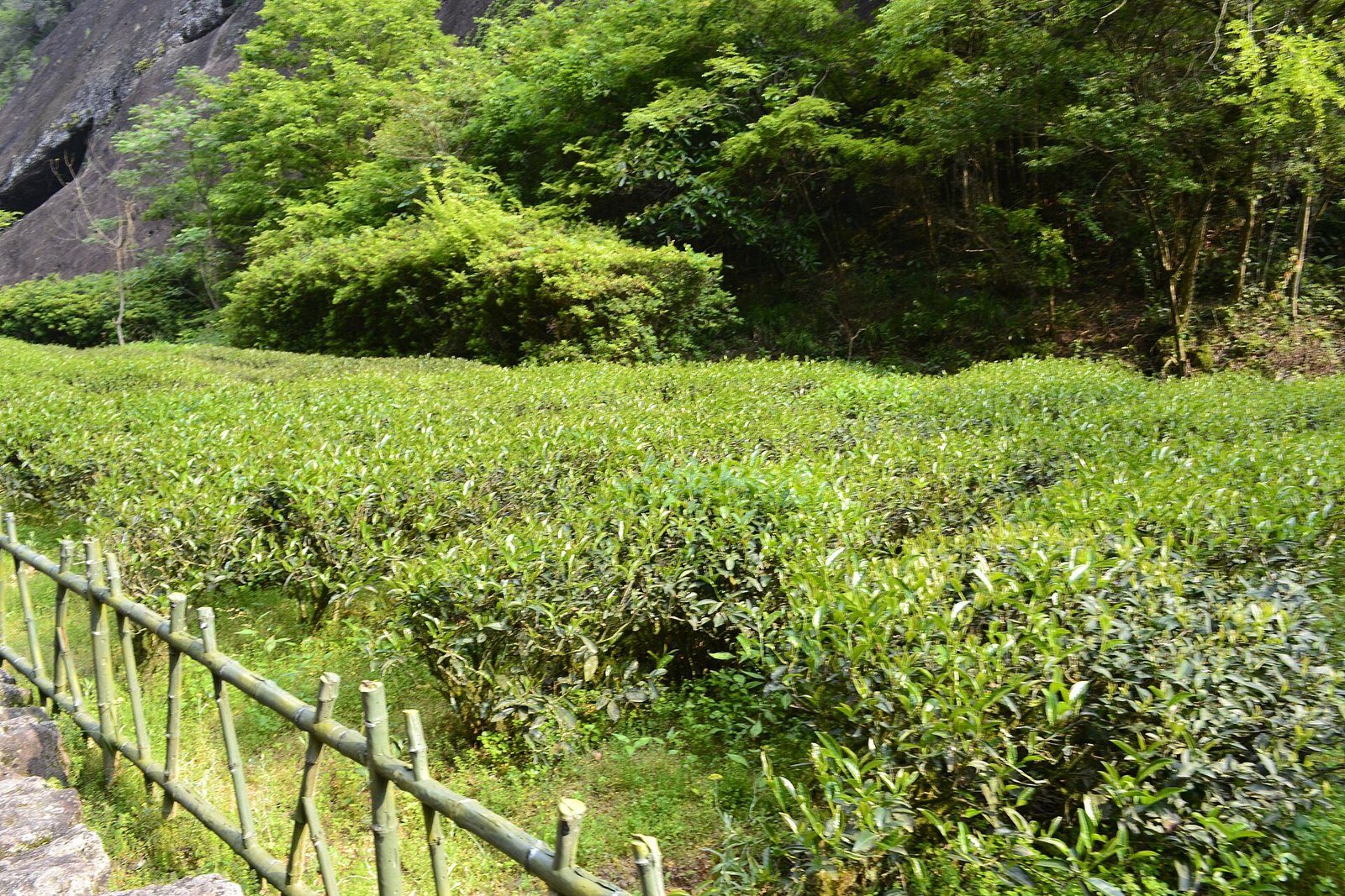 Terraces of tea bushes at Wuyishan behind a bamboo fence, with wooded sandstone slopes above