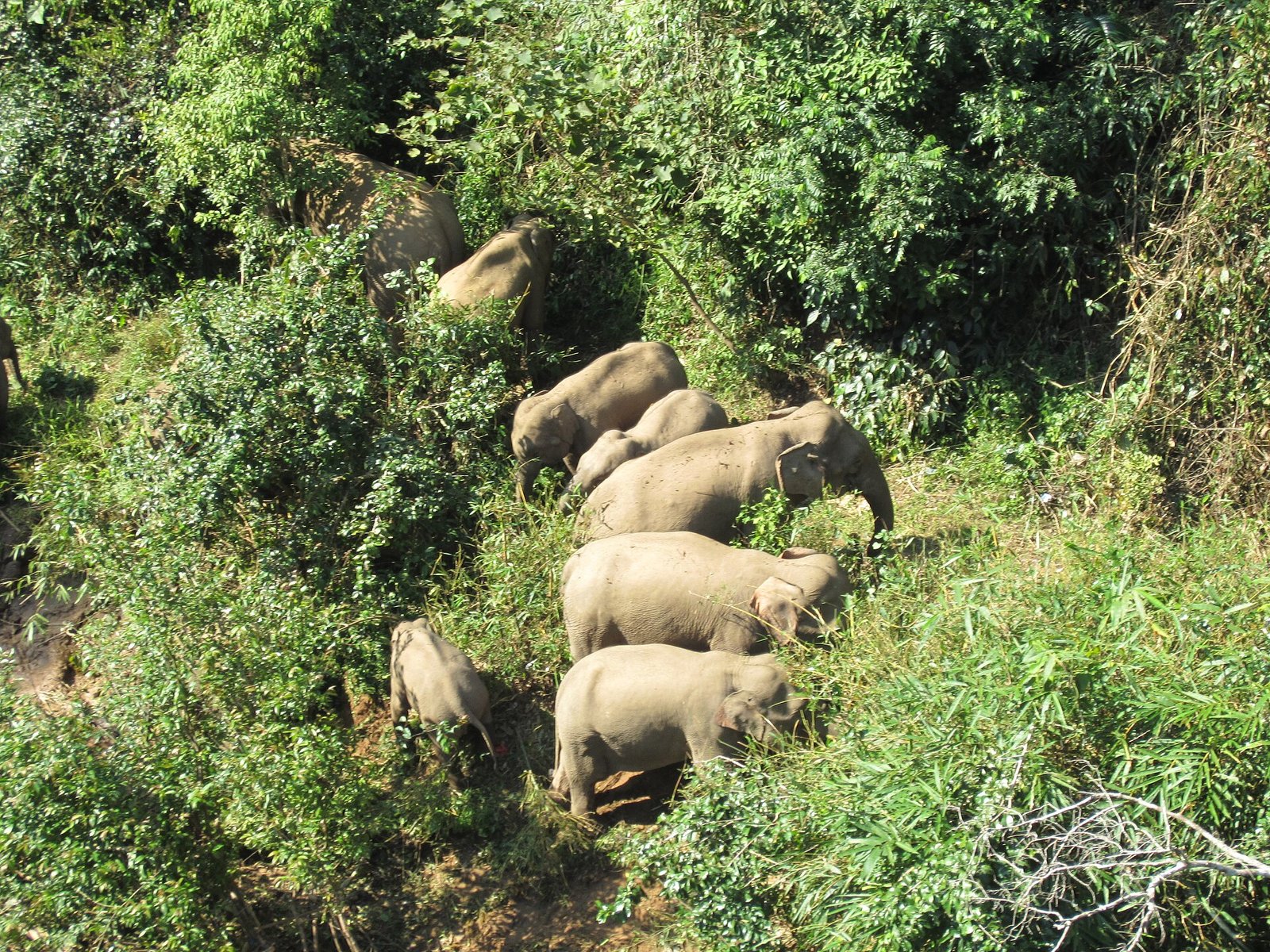 An Asian elephant in a forest clearing in southern Yunnan, with tropical vegetation behind