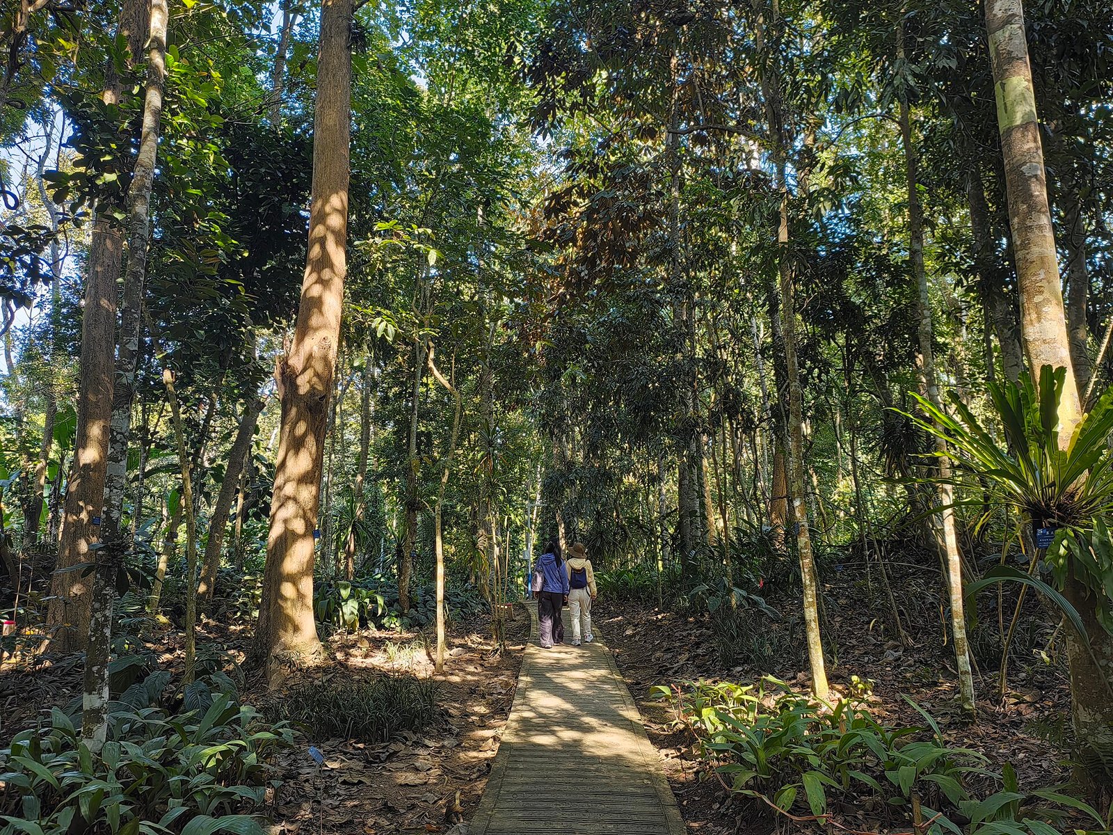 Dense tropical rainforest canopy in southern Yunnan, with tall straight trunks rising into the mist