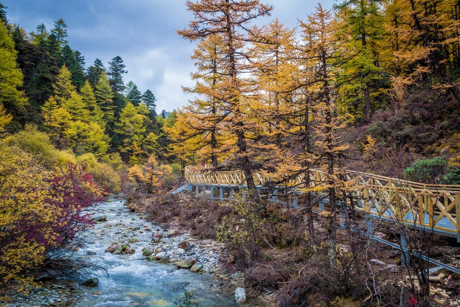 Golden larches beside a stream in Yading in autumn, with snow mountains behind