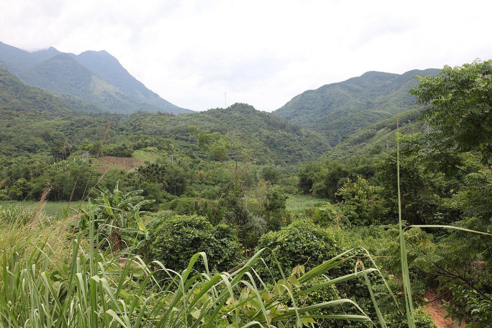 Forested mountain ridges in the Yinggeling range with a road below and tall grass in the foreground