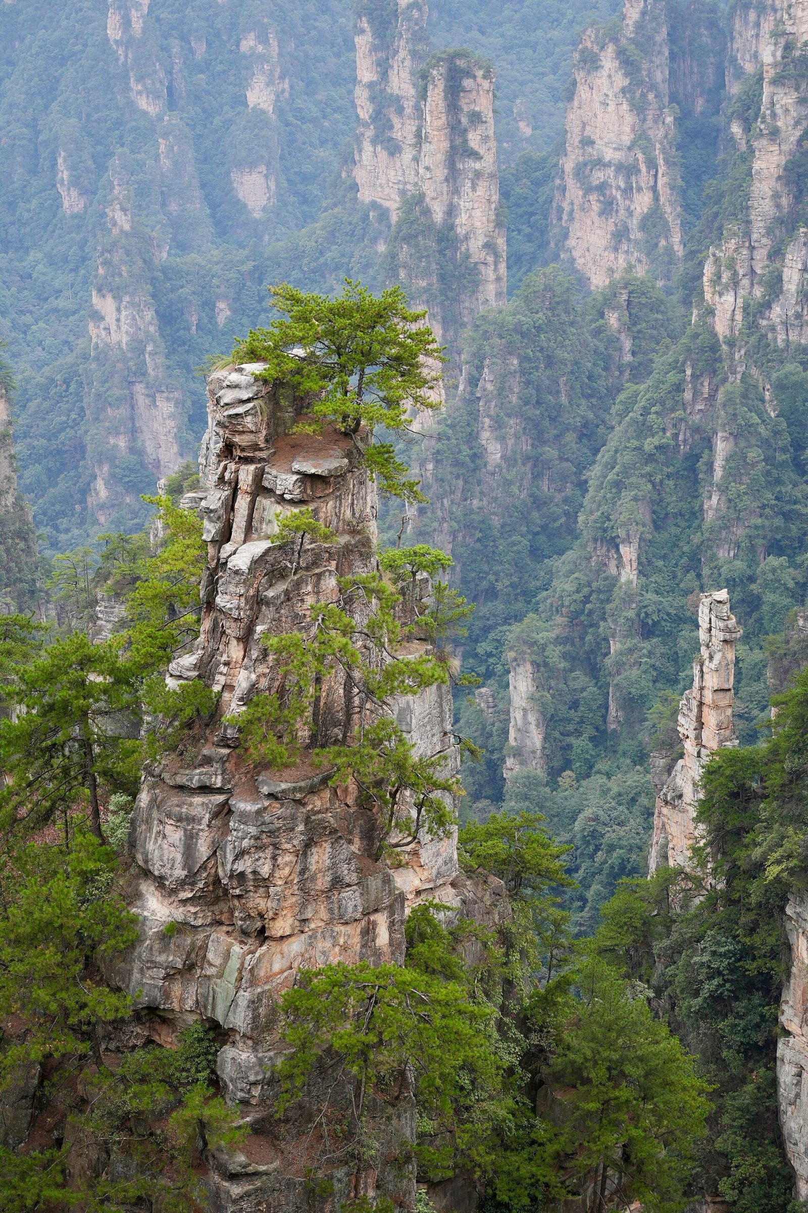 A single sandstone spire crowned with pines rising above the forest in Zhangjiajie